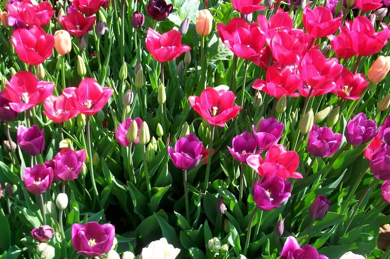 Tulip Flowers in Garden — Pink, Vibrant