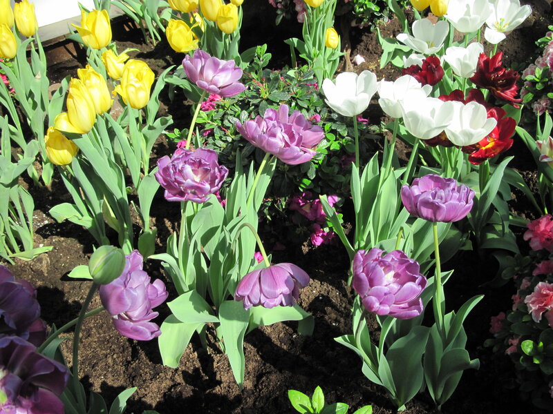 Tulip Flowers in Garden — Purple, Bright, Spring