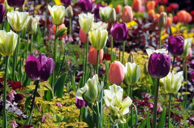Tulip Flowers in Garden — Purple, Bright