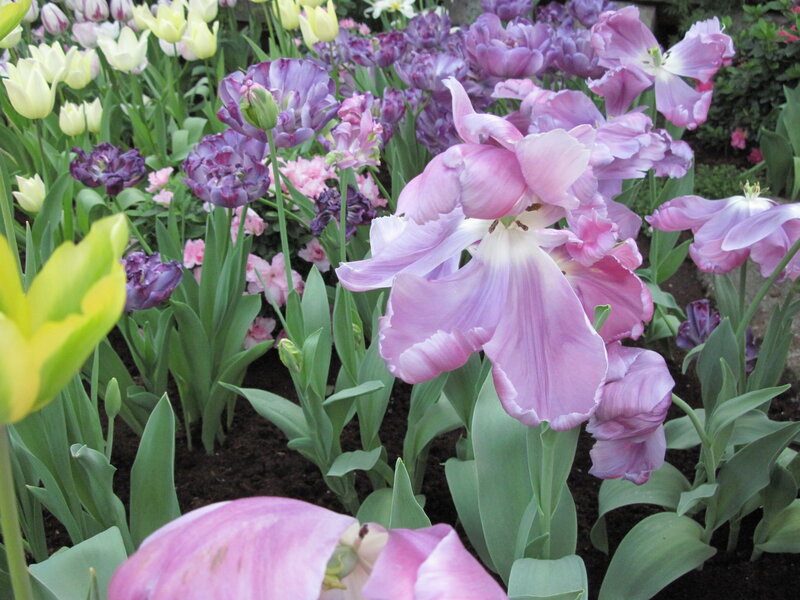 Tulip Flowers in Garden — Purple, Calm