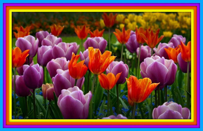 Tulip Flowers in Garden — Purple