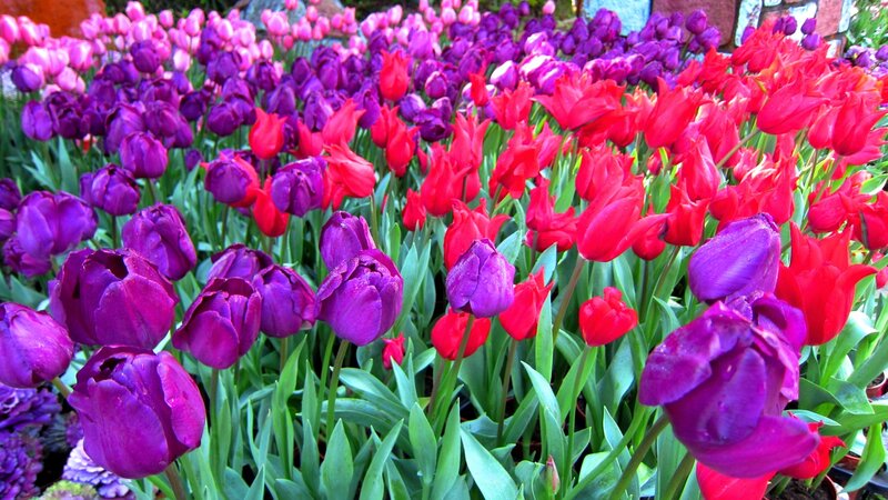 Tulip Flowers in Garden — Purple, Vibrant