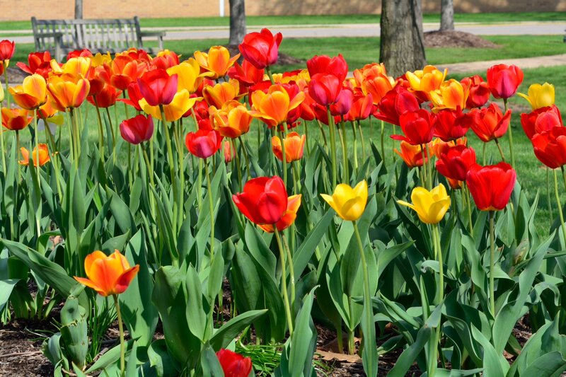 Tulip Flowers in Garden — Red, Bright