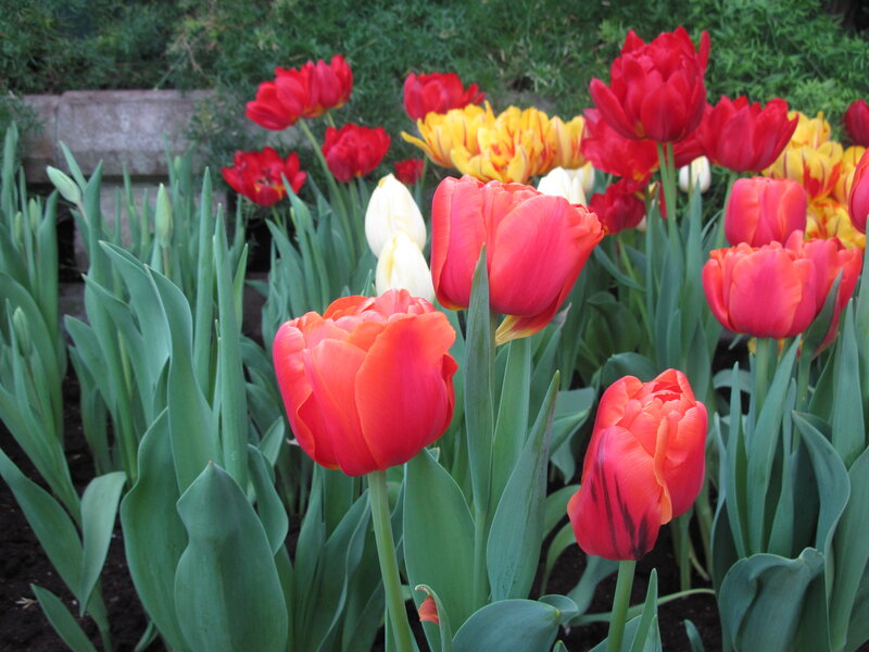 Tulip Flowers in Garden — Red, Calm