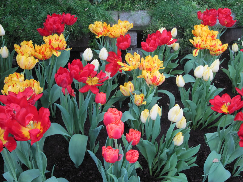 Tulip Flowers in Garden — Red, Colorful