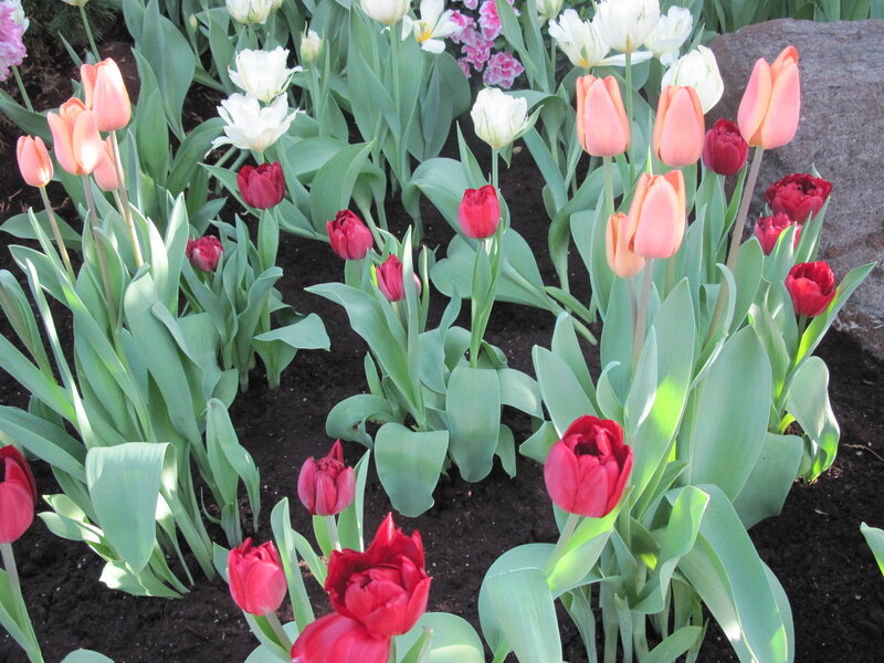 Tulip Flowers in Garden — Red, Serene, Spring