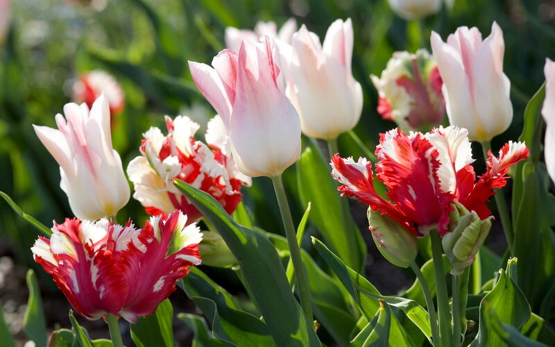 Tulip Flowers in Garden — Red, Serene