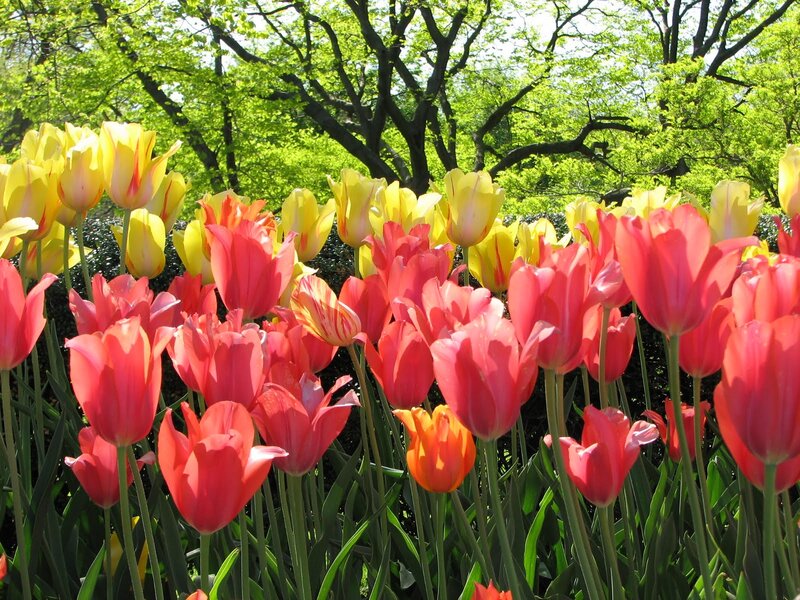 Tulip Flowers in Garden — Red