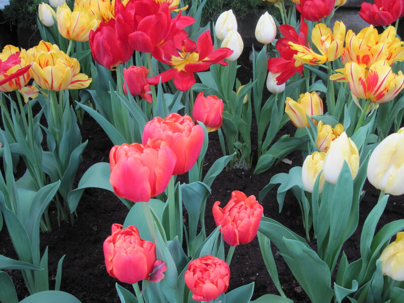 Tulip Flowers in Garden — Red, Vibrant, Spring