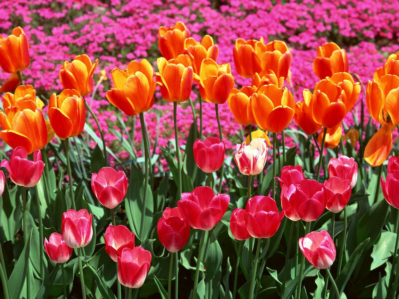 Tulip Flowers in Garden — Red, Vibrant