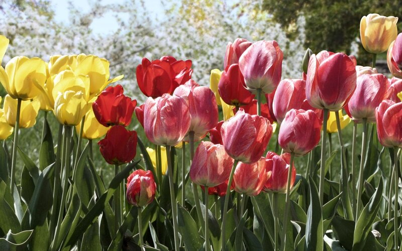 Tulip Flowers in Garden — Yellow, Bright