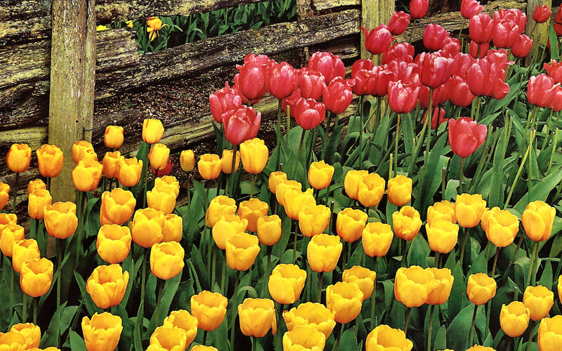 Tulip Flowers in Garden — Yellow, Calm