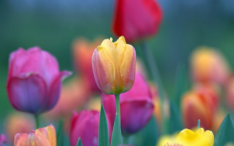 Tulip Flowers in Garden — Yellow, Serene, Spring, Photograph