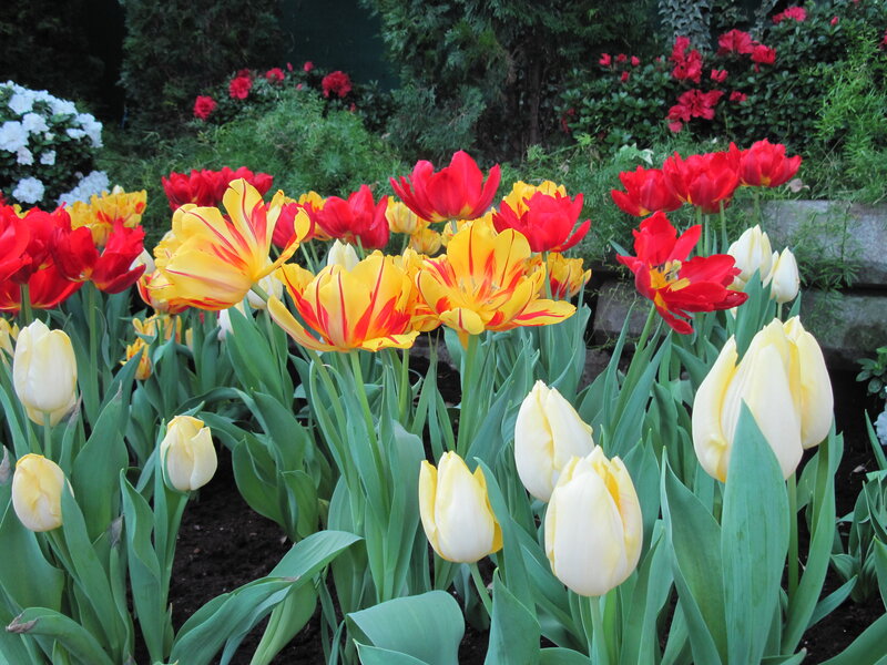 Tulip Flowers in Garden — Yellow, Serene, Spring