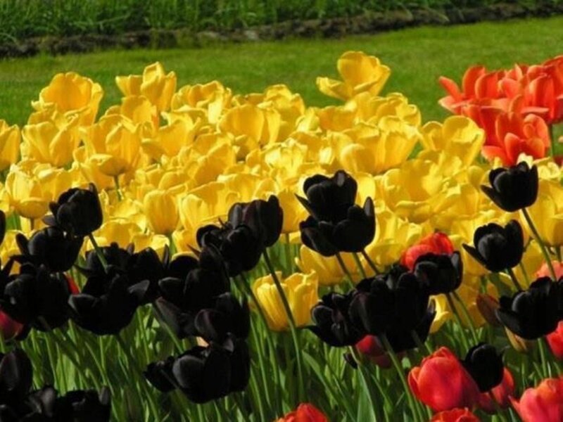 Tulip Flowers in Garden — Yellow, Serene