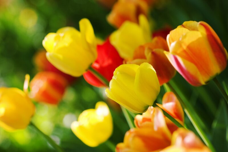 Tulip Flowers in Garden — Yellow