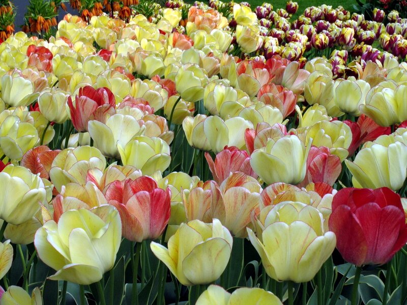 Tulip Flowers in Garden — Yellow, Vibrant, Spring