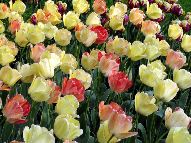 Tulip Flowers in Garden — Yellow, Vibrant