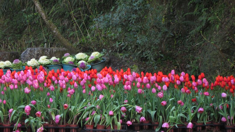 Tulip Flowers in Pots
