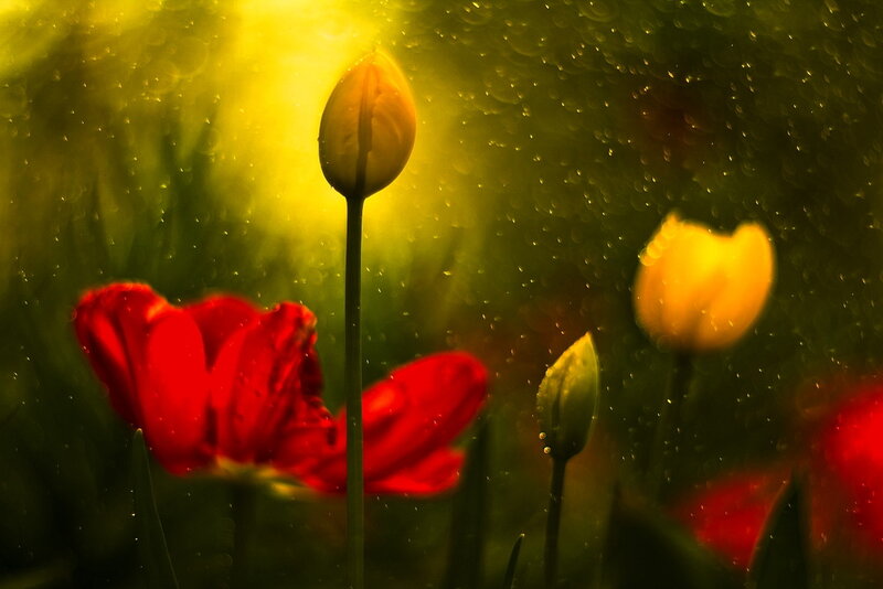 Tulip Flowers in Rain