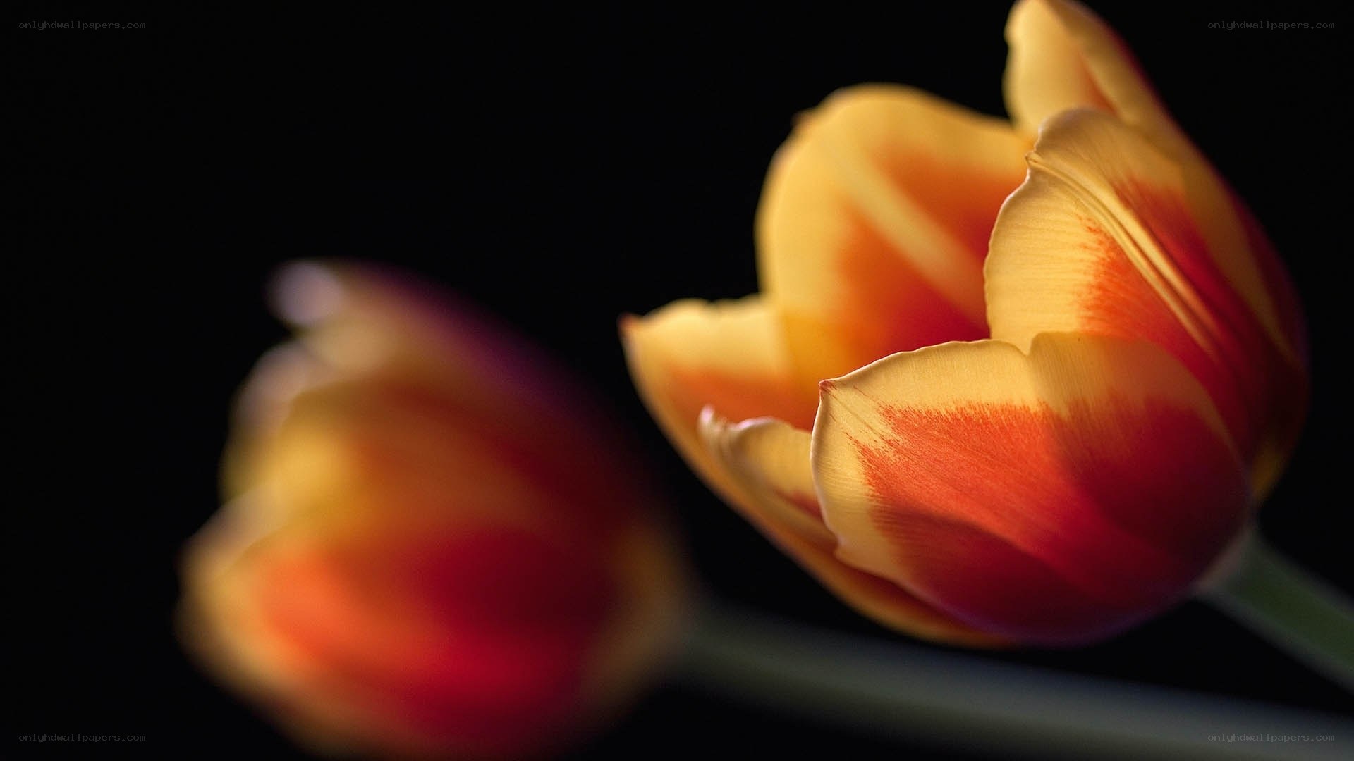 tulip flowers in soft light