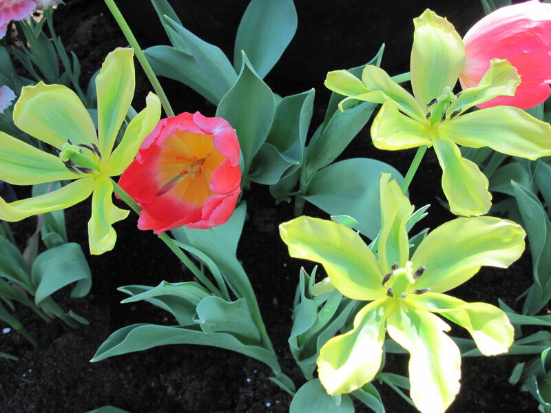 Tulip Flowers in Soil — Green