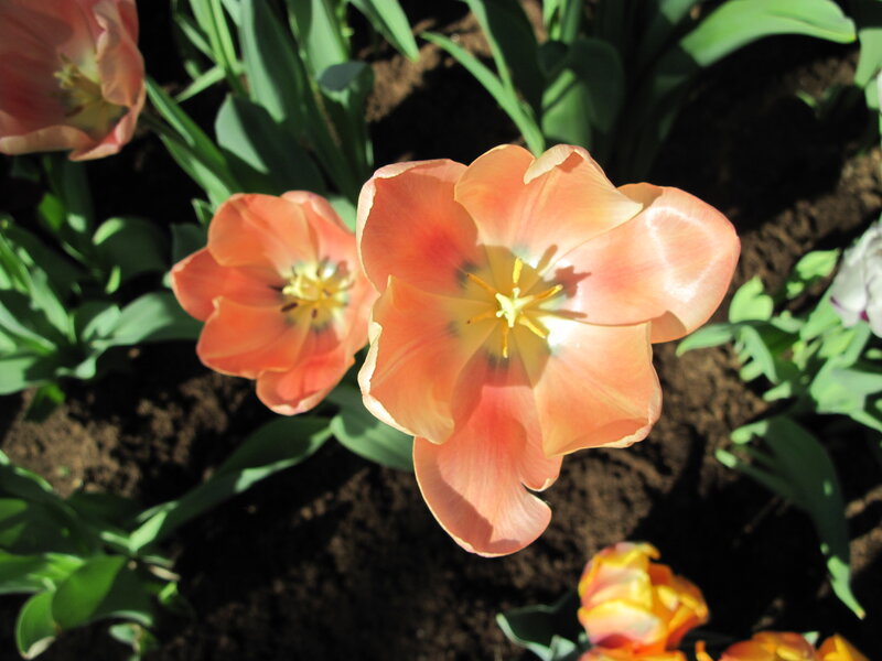 Tulip Flowers in Soil — Pink, Serene