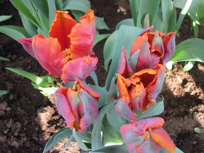 Tulip Flowers in Soil — Pink
