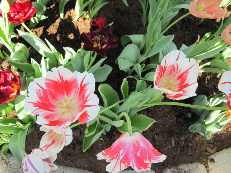 Tulip Flowers in Soil — Red