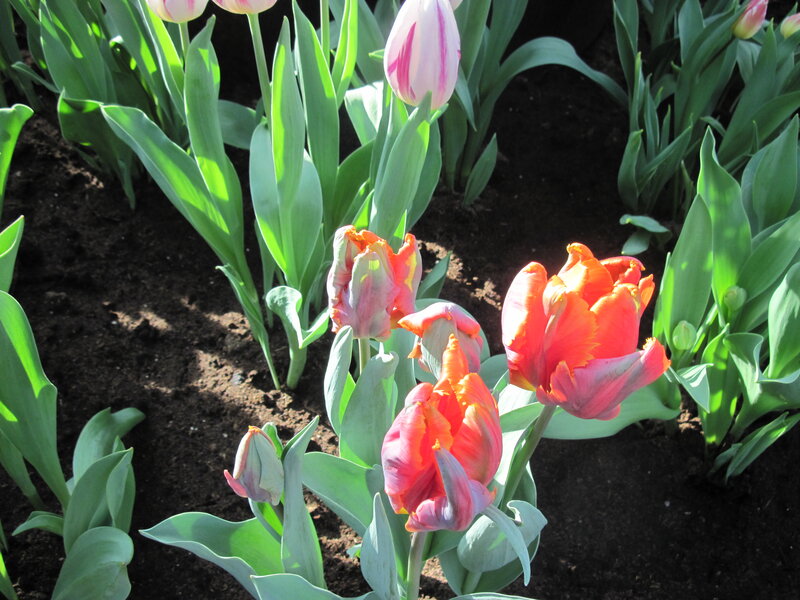 Tulip Flowers in Soil
