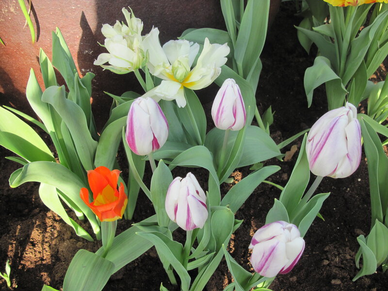 Tulip Flowers in Soil — White