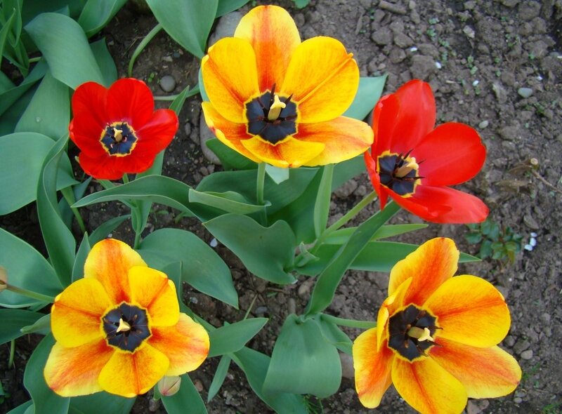 Tulip Flowers in Soil — Yellow