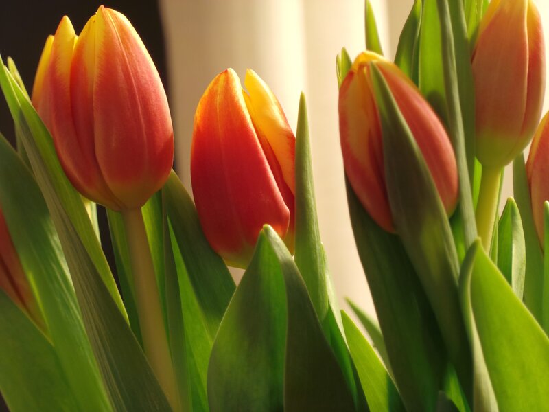 Tulip Flowers in Sunlight — Red, Serene