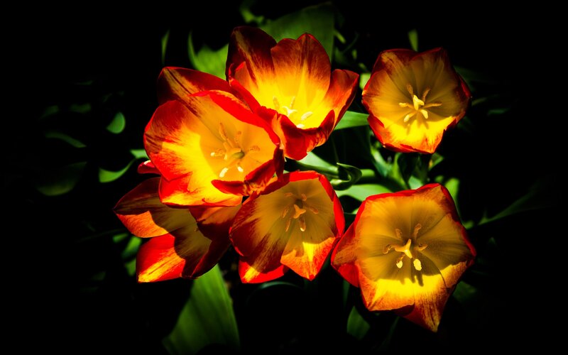 Tulip Flowers in Sunlight — Red