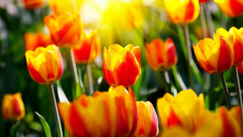 Tulip Flowers in Sunlight — Yellow, Bright