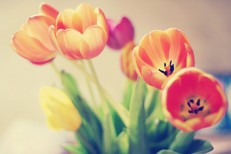 Tulip Flowers in Vase — Orange