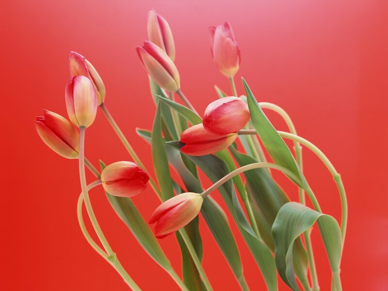 Tulip Flowers in Vase — Red