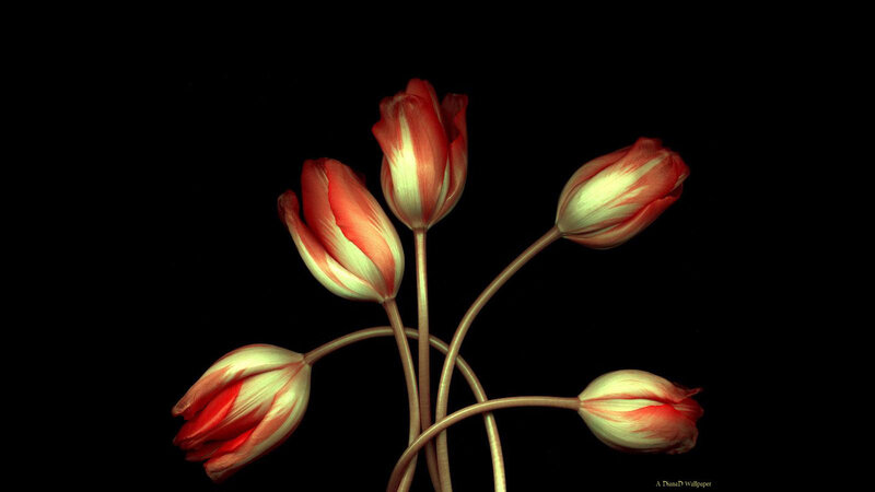 Tulip Flowers on Black — Red