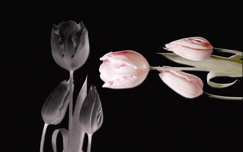 Tulip Flowers on Black