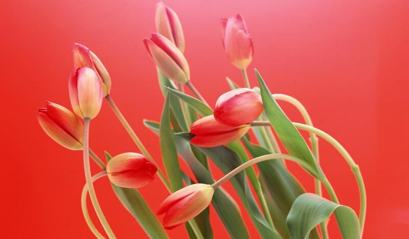 Tulip Flowers on Red