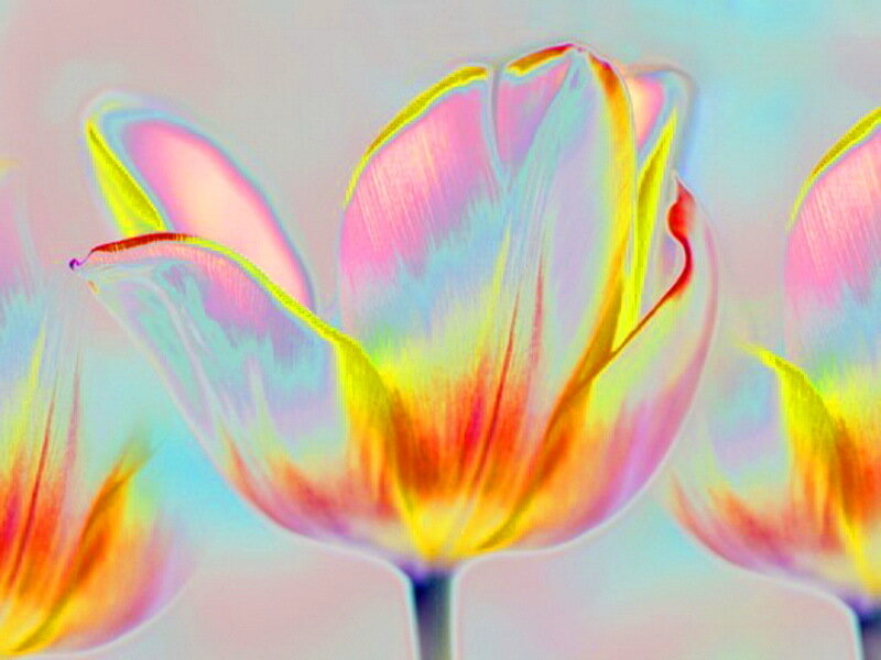 Tulip Flowers — Pink