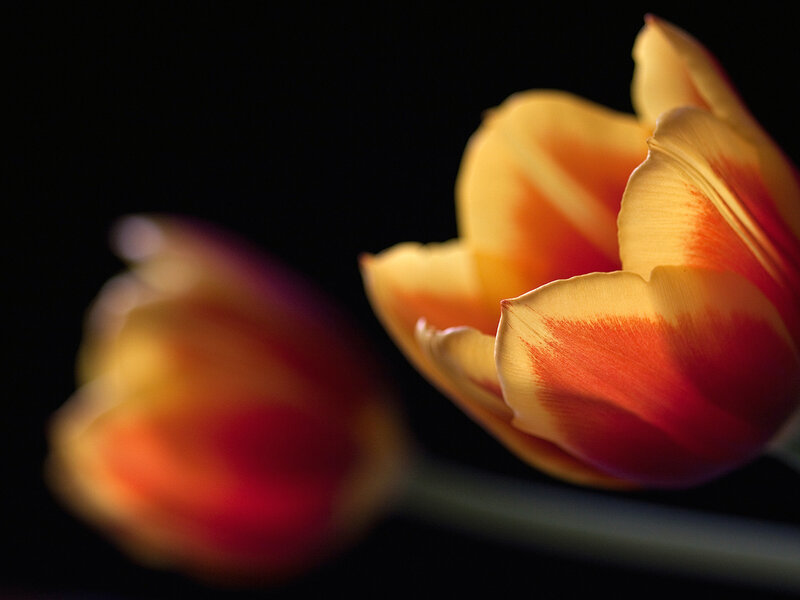 Tulip Flowers