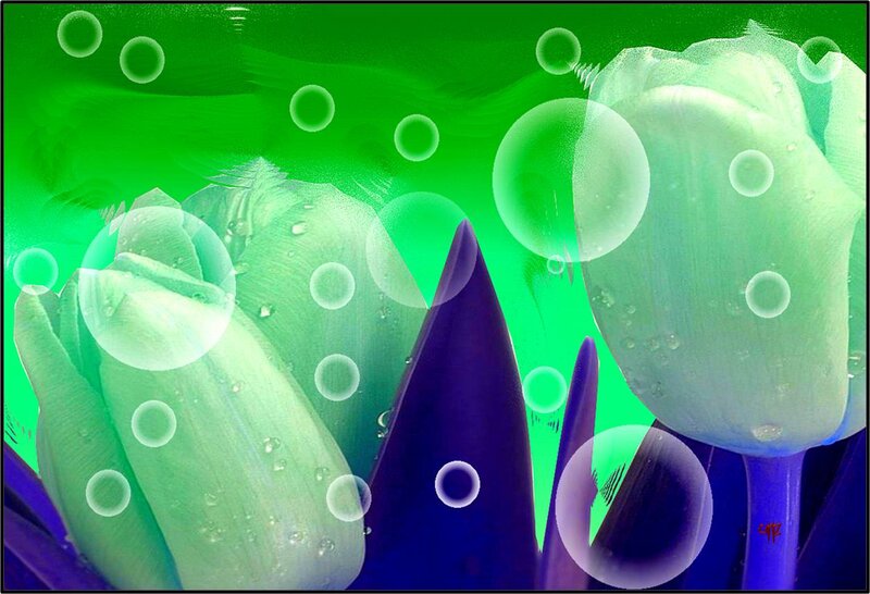 Tulip Flowers with Bubbles
