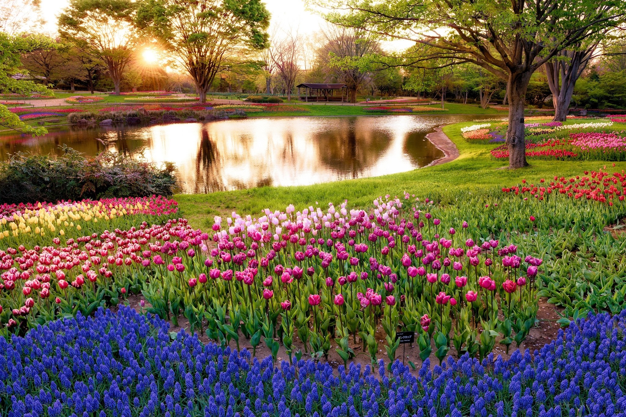 Tulip garden at sunset