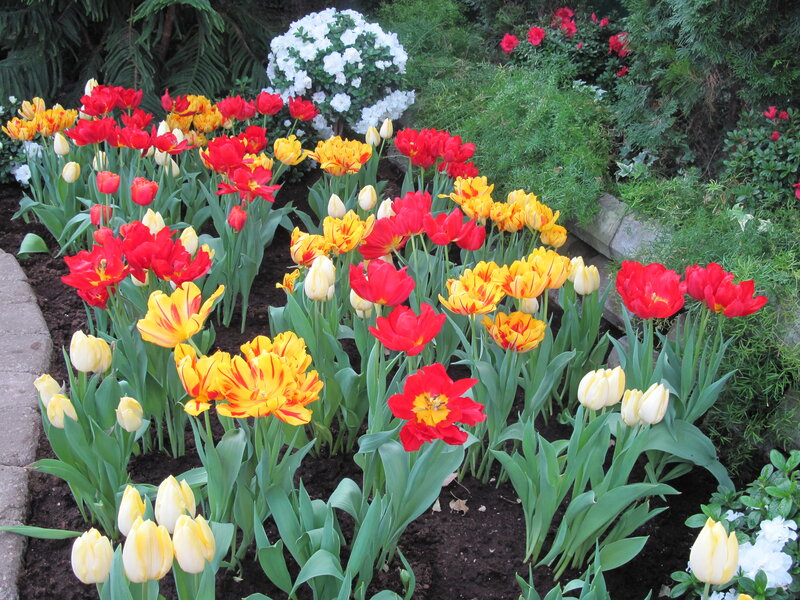 Tulip Garden Bed