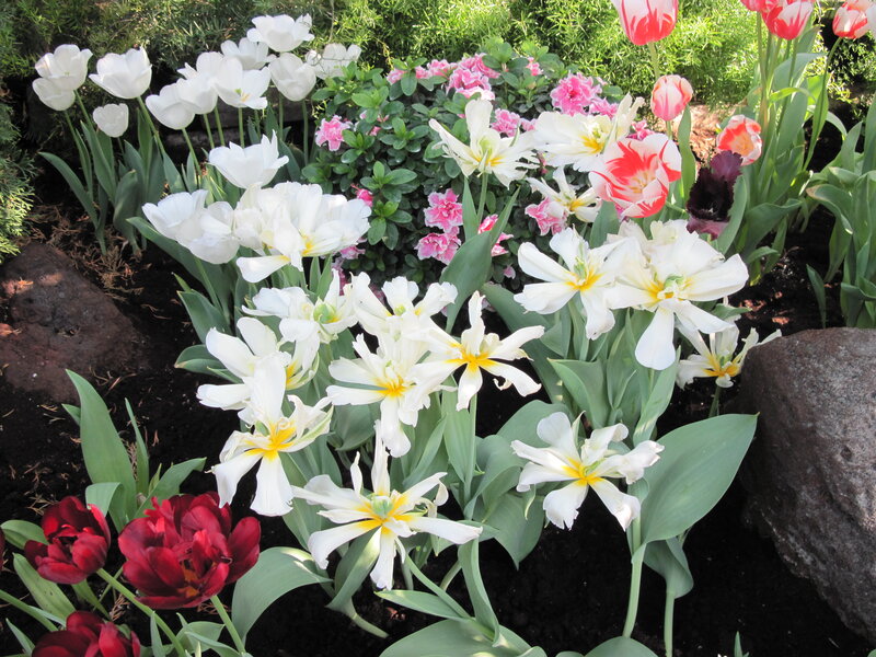 Tulip Garden Bed — White