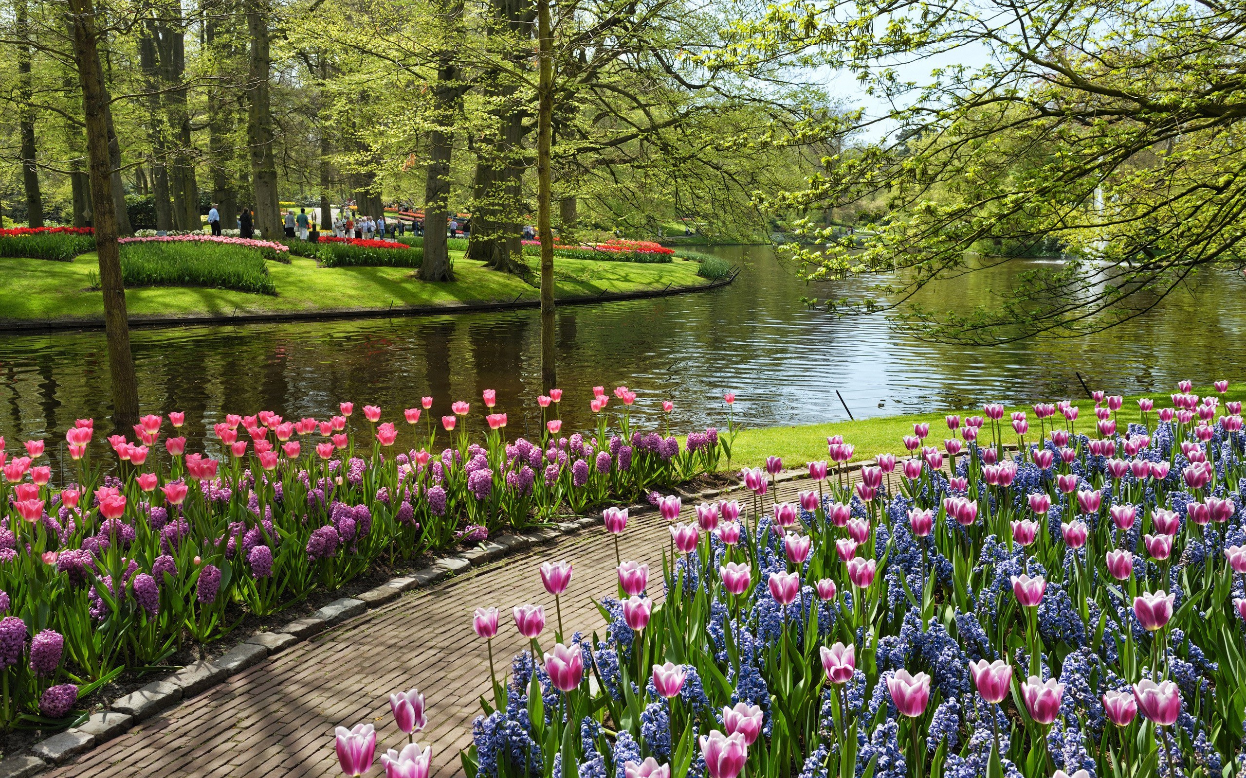 Tulip garden by a pond