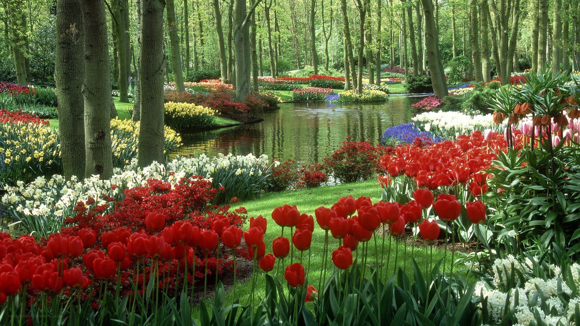 Tulip garden by a pond