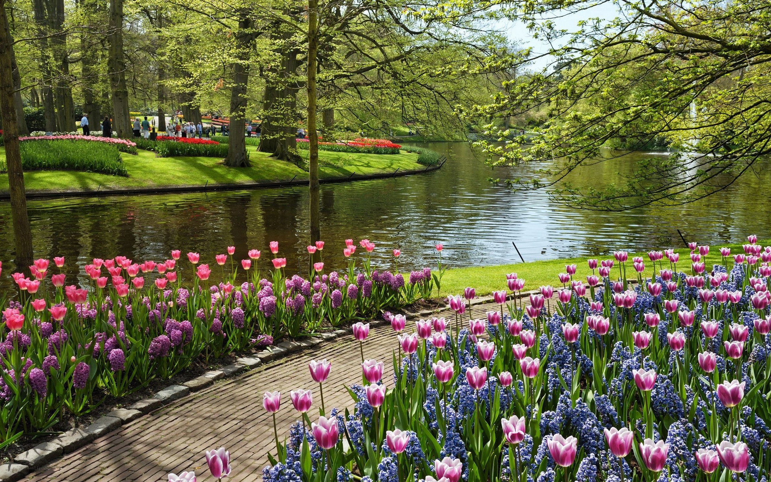 Tulip garden by a pond