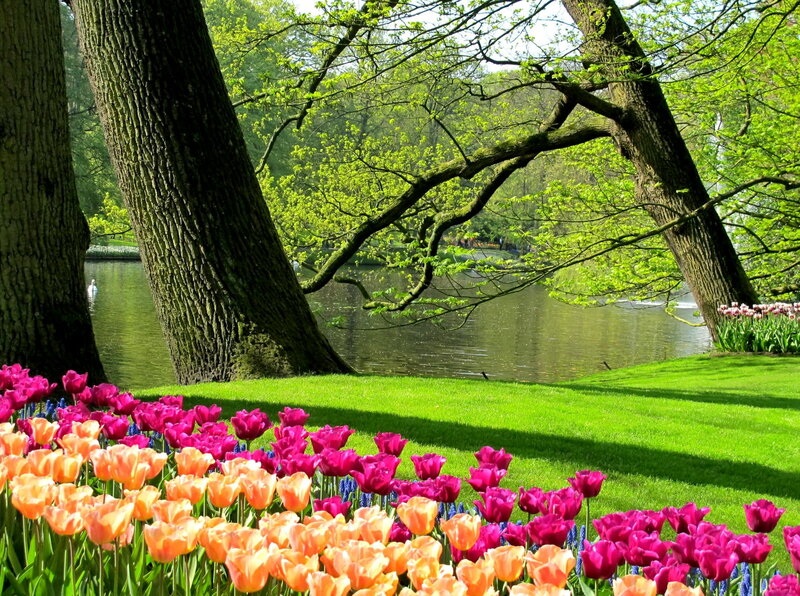 Tulip Garden by Lake — Pink